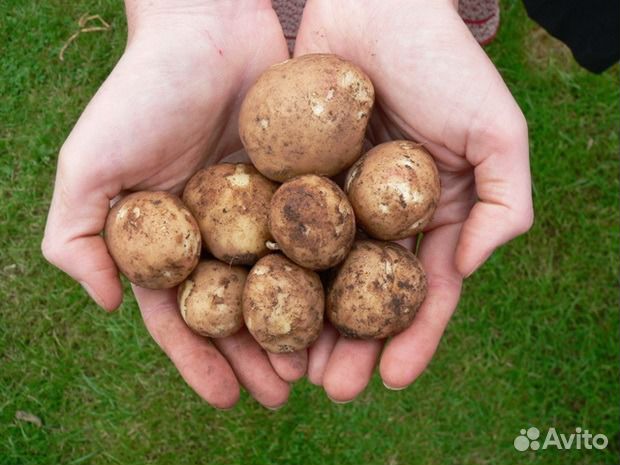 Картофель мелкий