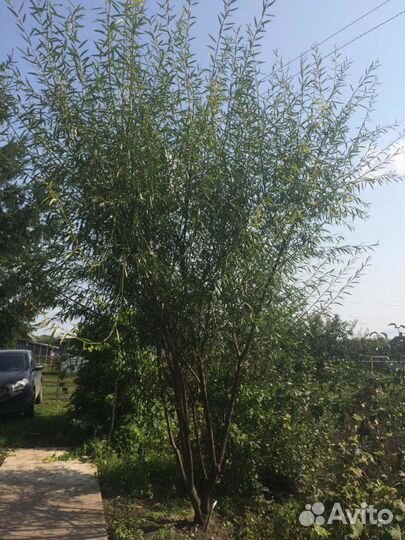 Саженцы вербы оптом и в розницу Краснотал