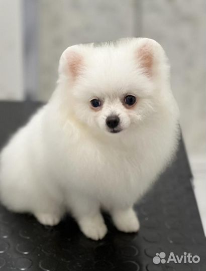 Щенок белого померанского шпица мини