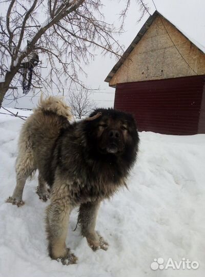 Кавказец вязка