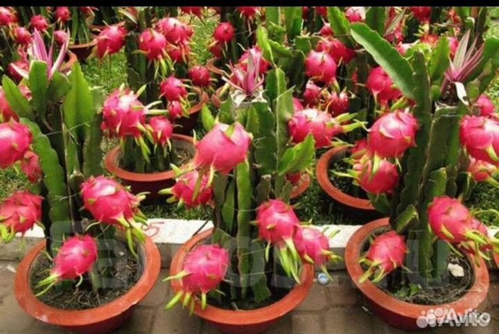 Питахайя. Семена