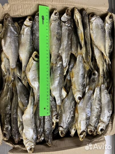 Астраханская вобла с икрой