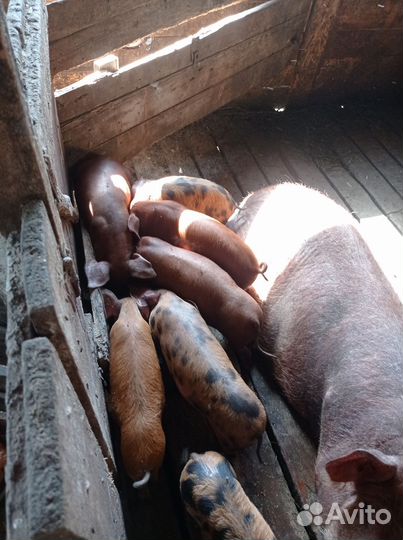 Поросята