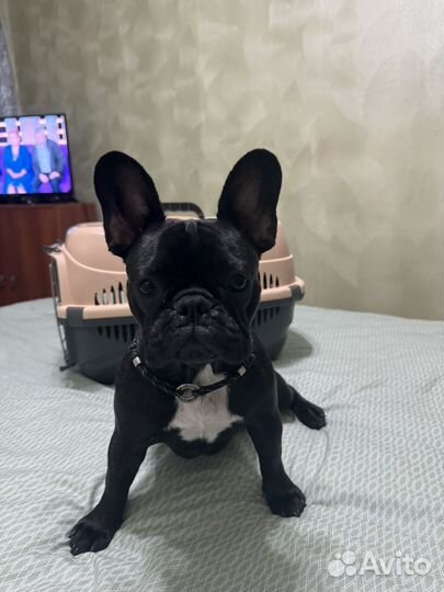 Большая новая преноска для животного авио