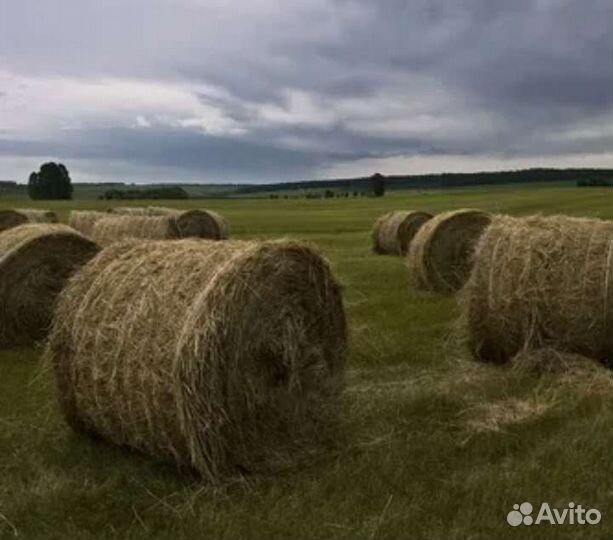 Сено в рулонах