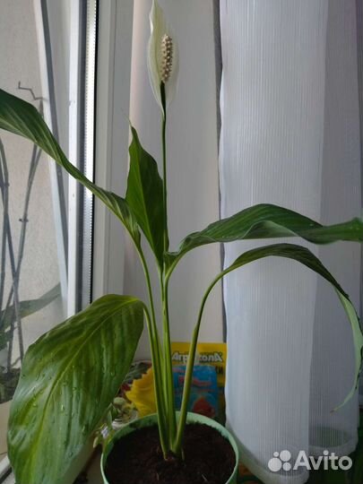 Спатифиллум