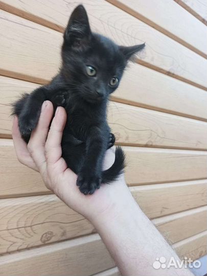 Котята, одна черная девочка и серая девочка