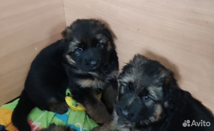 Продажа собак щенков