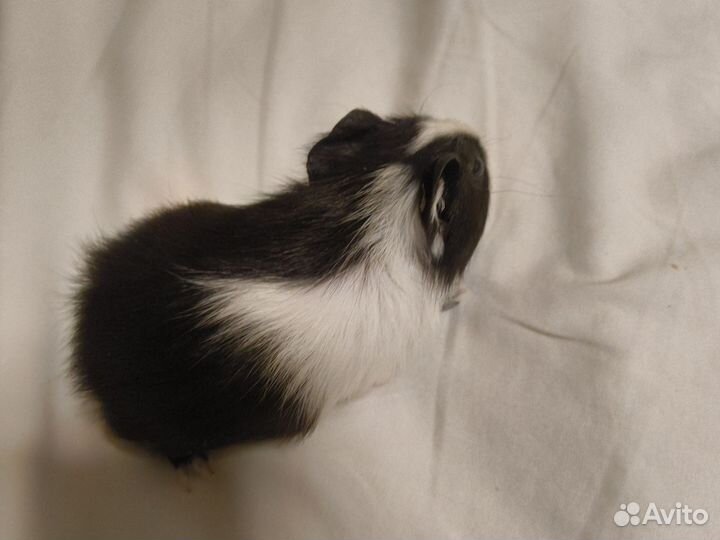 Морская свинка