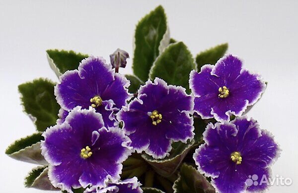 Красивые фиалки