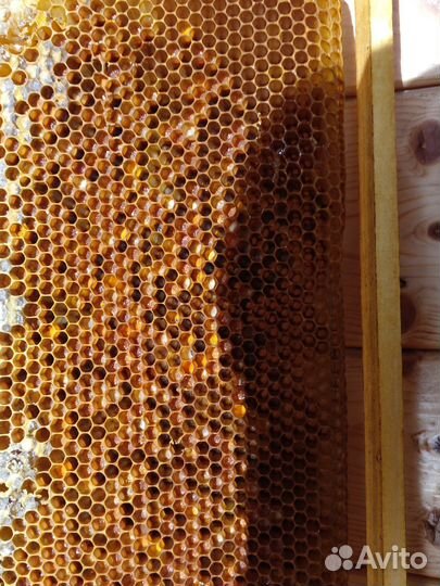 Перга пчелиная