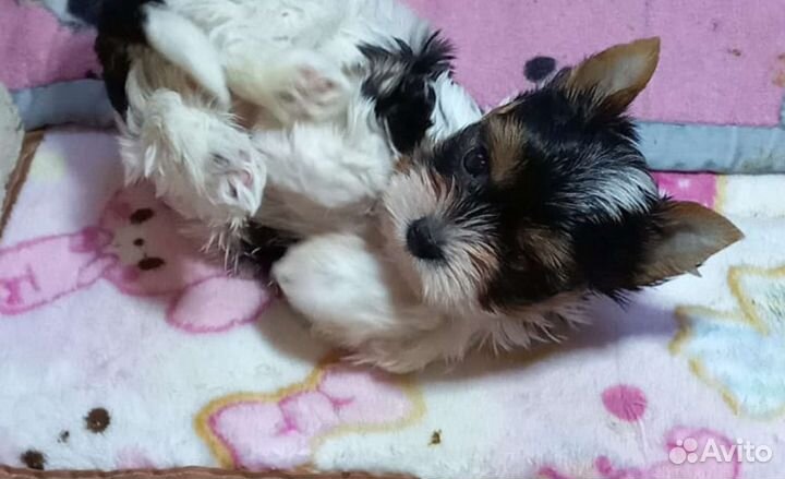 Предлагаю к продаже щенков бивера