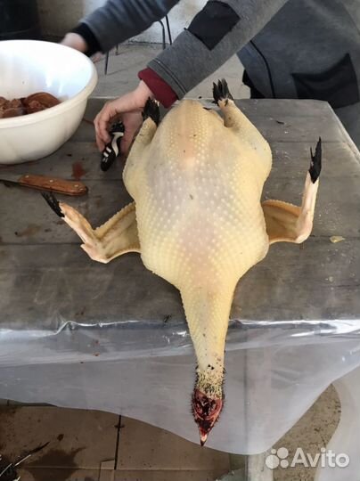 Индюки виктория северокавказская бронза