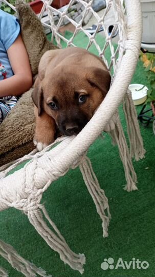 Щенки. Бесплатно