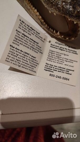 Чучело головы крокодила