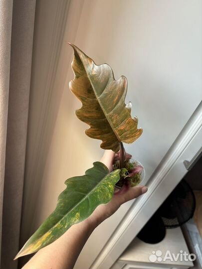 Филодендрон карамель марбл вар