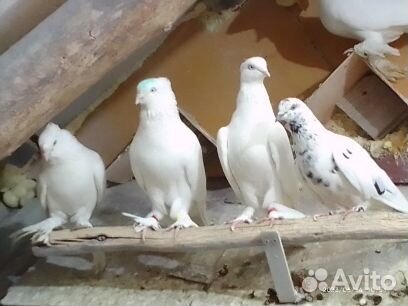 Продажа голубей