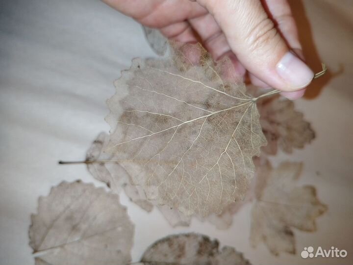 Скелетированные листья (материалы для творчества)