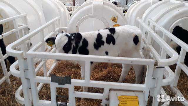 Телята бычки с Плем хозяйства