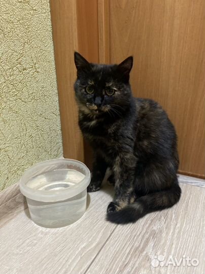 Котенок ппосит помощи