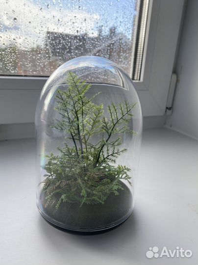 Колба с растением IKEA новая