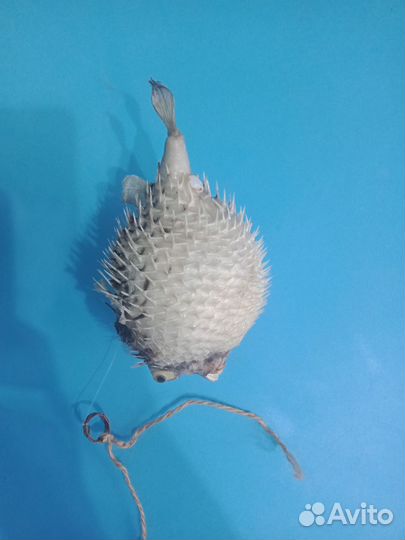 Чучело рыбы фуги