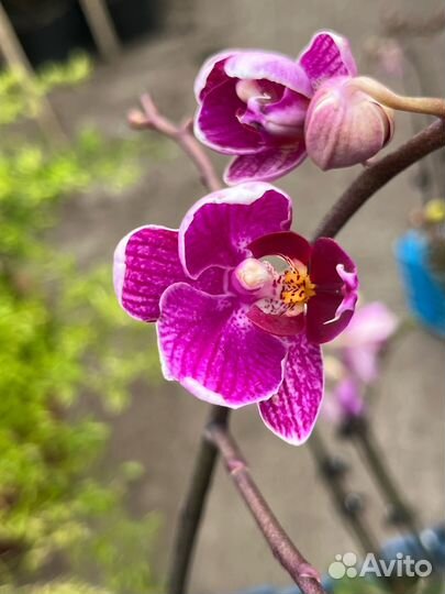 Орхидея фаленопсис мультифлора