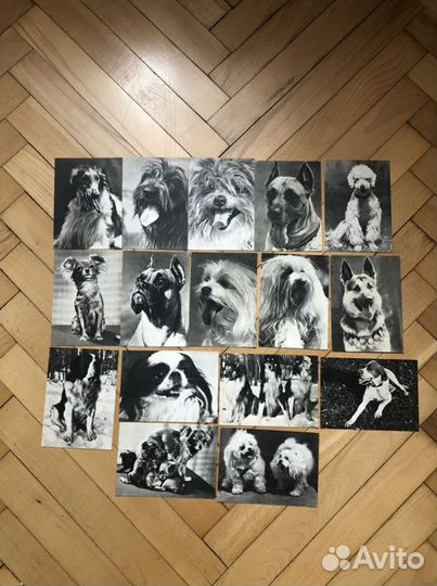 Старые открытки с собаками, кошками, др.животными