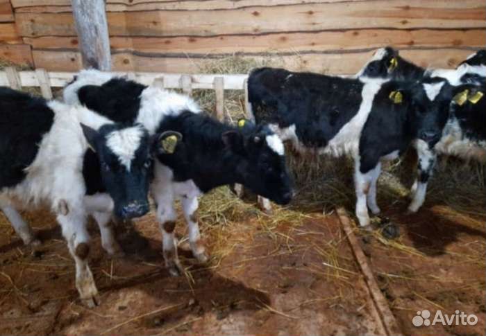 Телята бычки