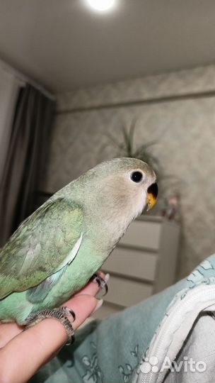 Попугай неразлучники