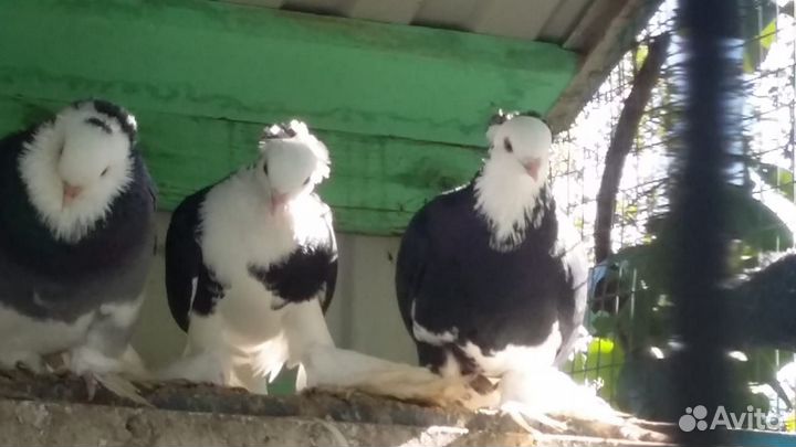 Голуби для души