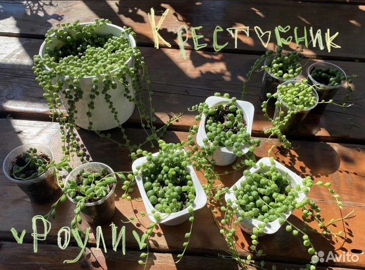 Крестовник роули