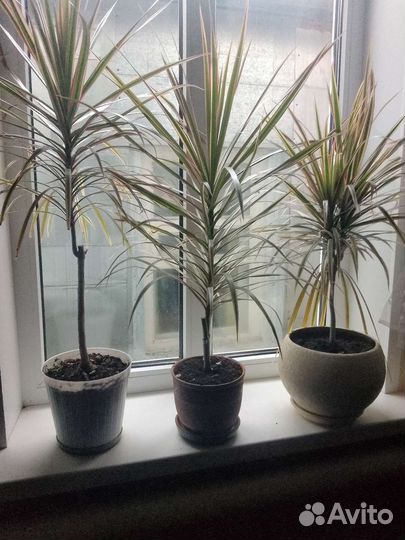 Комнатные растения