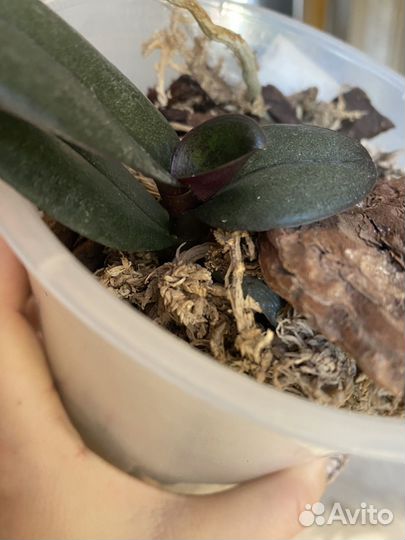 Орхидея фаленопсис mandala/шампань