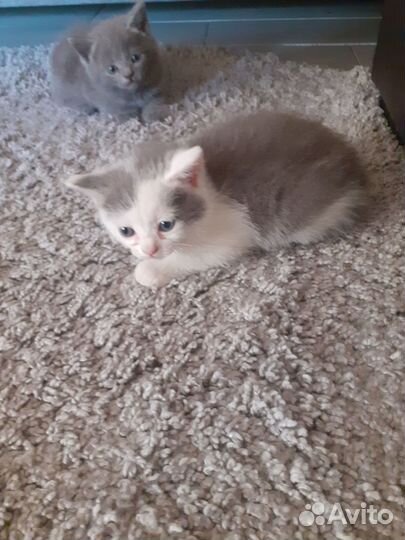 Шотландские котята
