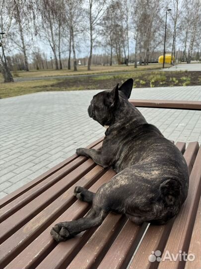 Французский бульдог кабель вязка