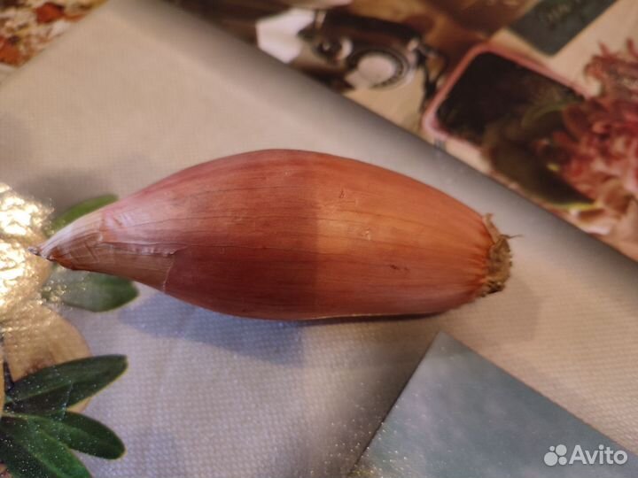 Посадочный Лук-Шалот, Лук репчатый на еду