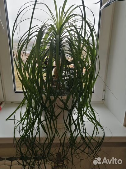 Бокарнея нолина(слоновья нога)