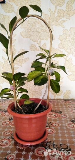 Хоя мясистая(триколор)