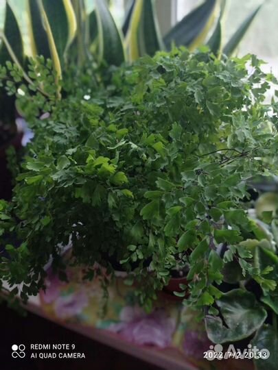 Папоротник адиантум