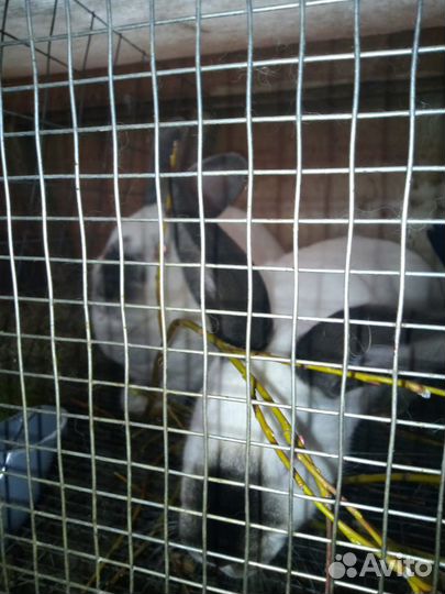 Калифорнийские кролики