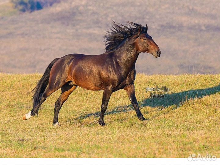 Жеребец в косяк