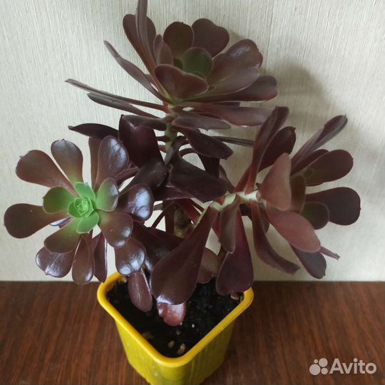 Эониумы,толстянки