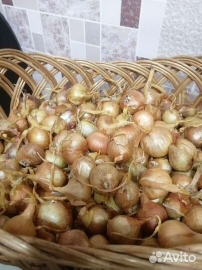 Лук семейный на посадку
