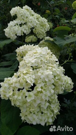 Гортензия древовидная Анабель