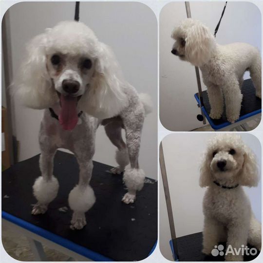 Стрижка собак-Грумер