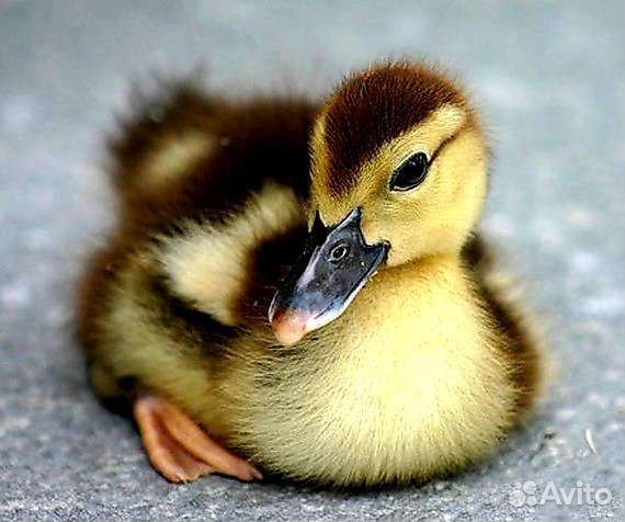 Утята Индийский бегунок, Хаки Кэмпбелл и другие