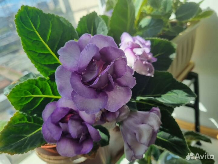 Лист глоксинии 