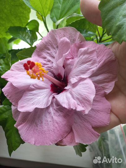 Гибискус срезы