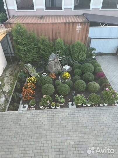 Хризантема шаровидная